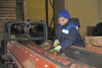 Наладив переработку картофеля и овощей, кооператив «Спас» создал 46 рабочих мест. Фото: Павел Ворожцов